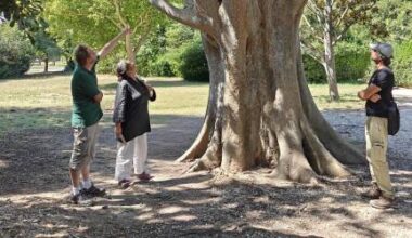 le parc Borély engage six mois de travaux pour protéger ses arbres face au climat
