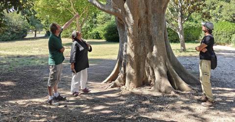 le parc Borély engage six mois de travaux pour protéger ses arbres face au climat