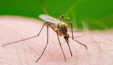 Shutterstock - Le virus du West-Nile est transmis par un moustique de genre culex. 