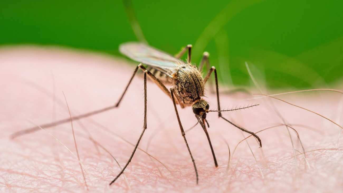 Shutterstock - Le virus du West-Nile est transmis par un moustique de genre culex. 