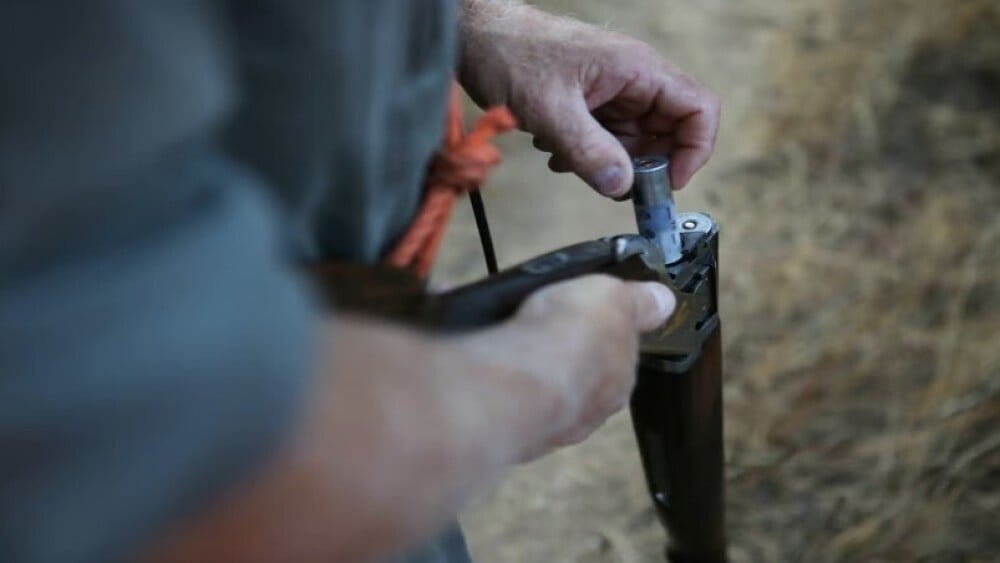 La chasse à la tourterelle des bois de nouveau autorisée en France