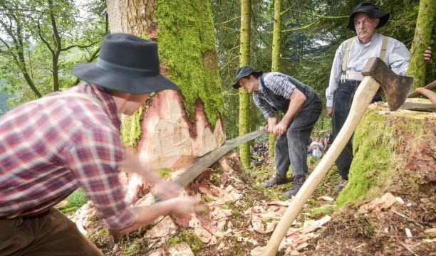 La journée débutera par l’abattage d’un arbre à la hache et passe-partout. Photo Jerome Humbrecht.