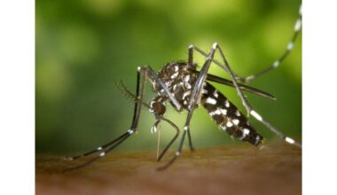 Le chikungunya se transmet par le moustique tigre.