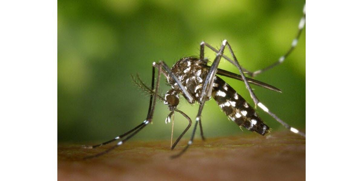 Le chikungunya se transmet par le moustique tigre.