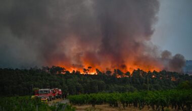 l'arrachage des vignes est-il responsable de la progression fulgurante des flammes ?