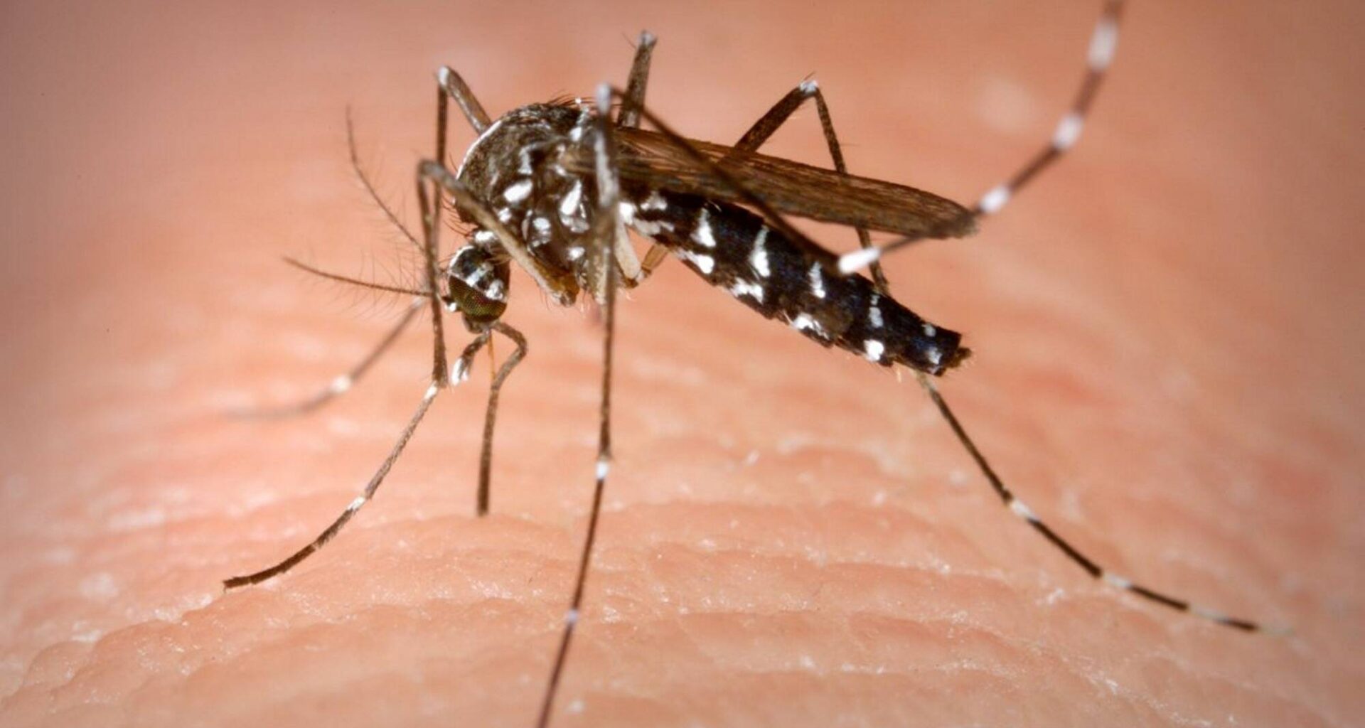 Deux cas de chikungunya détectés à Fréjus, une enquête épidémiologique va être menée, annonce la Ville
