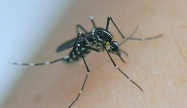 Un premier cas a été identifié dans le Var, qu'est-ce que le virus "West Nile"?