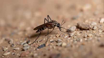 Douze foyers de chikungunya ont également été répertoriés par Santé publique France. (PATRICK LEFEVRE / MAXPPP)