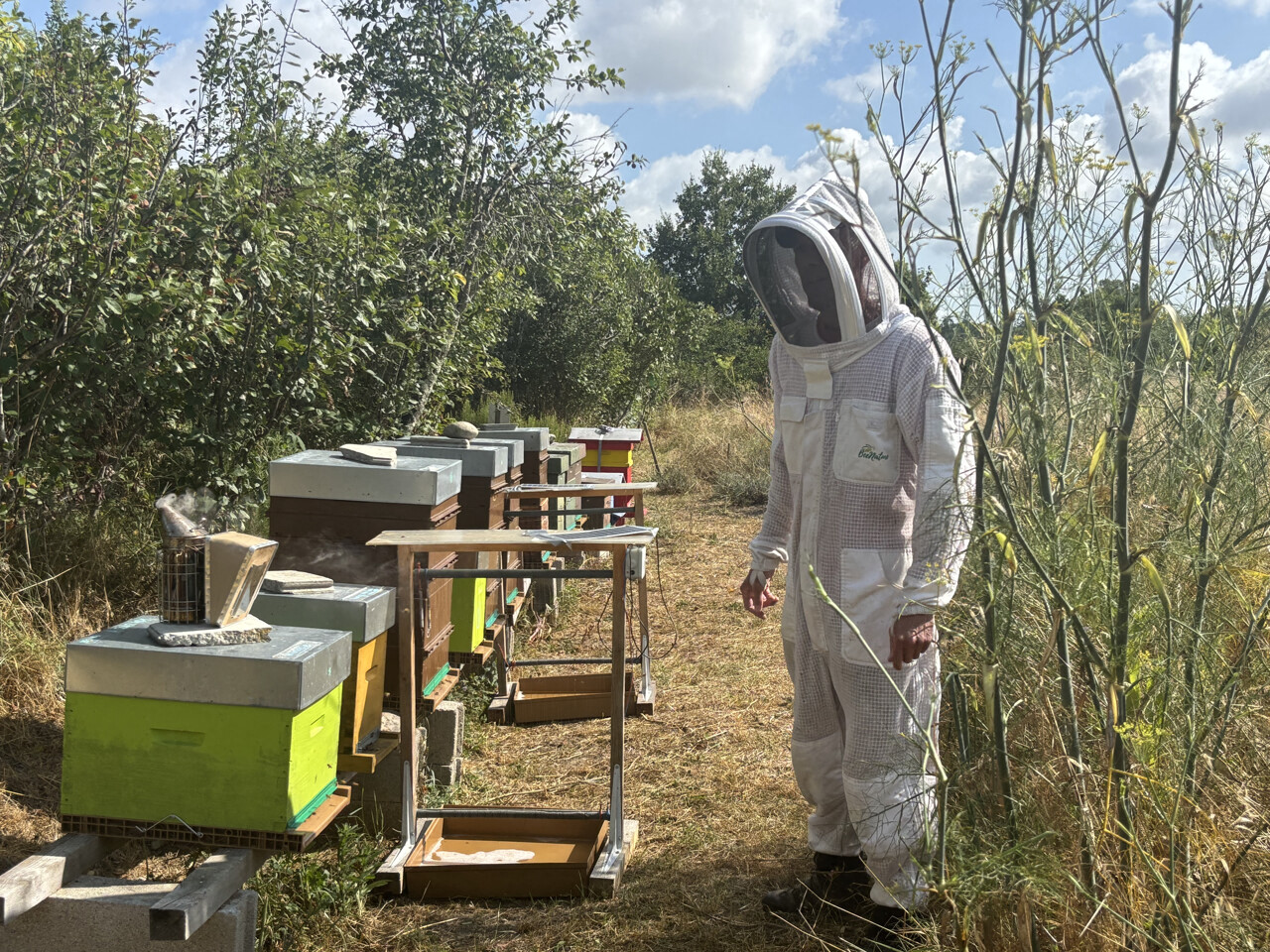 Près de Toulouse. Pour sauver ses ruches des frelons asiatiques, cet apiculteur utilise un système bien rodé