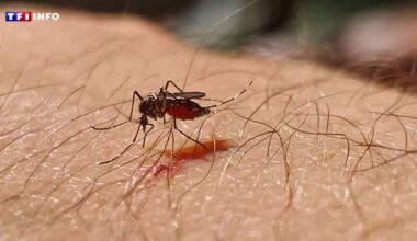 Bouches-du-Rhône : 33 personnes malades du chikungunya dans un même quartier