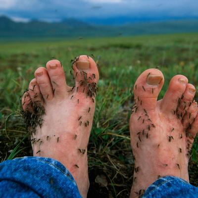 Conseils pour tenir les moustiques à distance