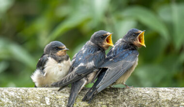 oisillons nourrir nid bec ouvrir manger jeunes oiseaux