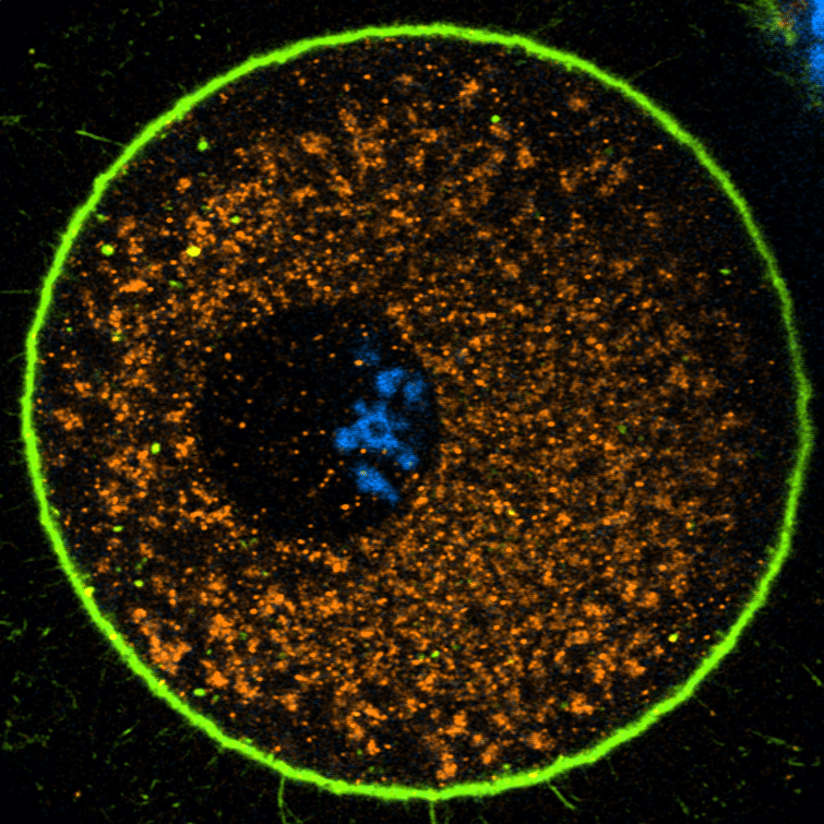 ovules