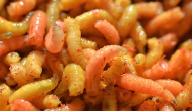 Si les Néandertaliens digéraient aussi bien la viande, c'est grâce aux asticots