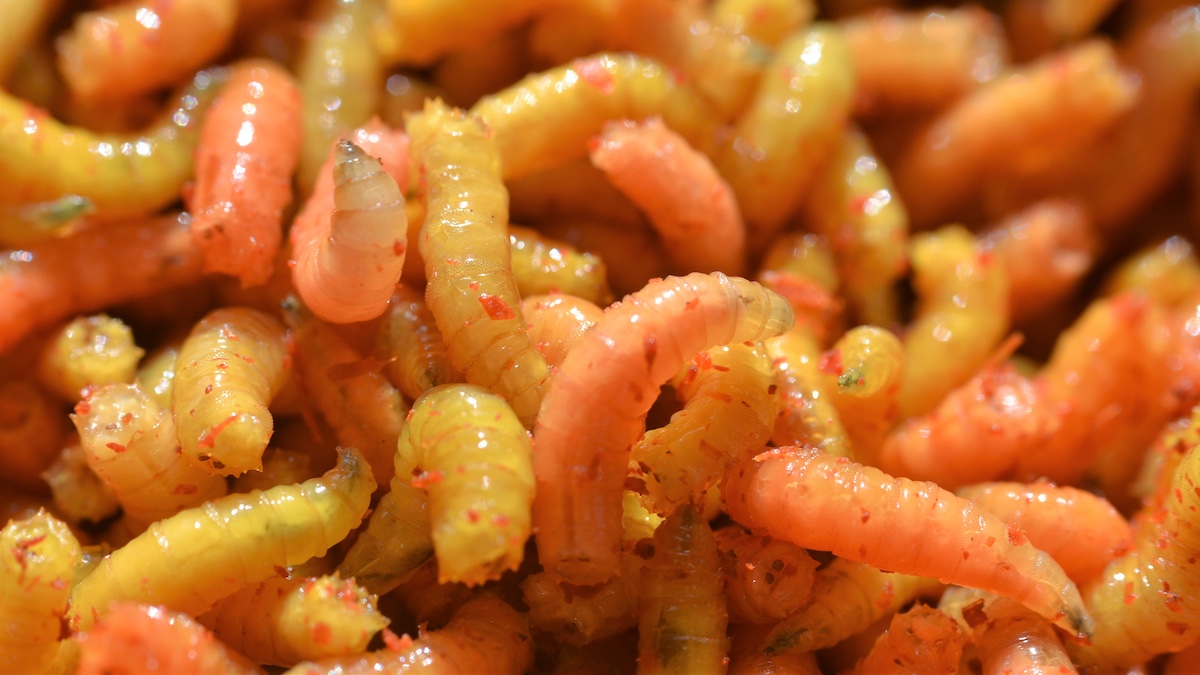 Si les Néandertaliens digéraient aussi bien la viande, c'est grâce aux asticots