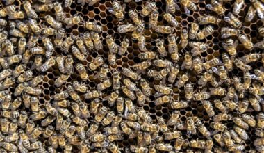 Hospitalisée et mourante, cette femme voit ses symptômes disparaître après une attaque d'abeilles