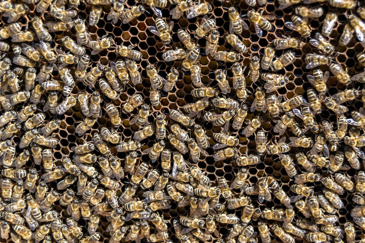 Hospitalisée et mourante, cette femme voit ses symptômes disparaître après une attaque d'abeilles