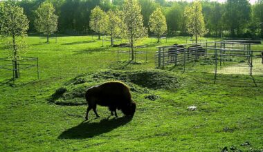 un parc animalier gratuit à découvrir non loin de Strasbourg