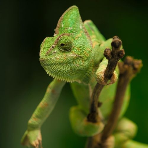 Un caméléon