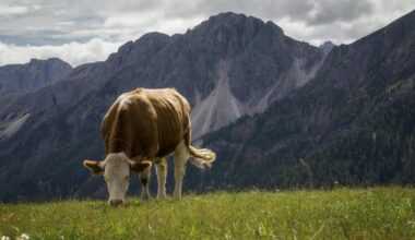 Ain : un premier foyer de dermatose nodulaire contagieuse bovine confirmé