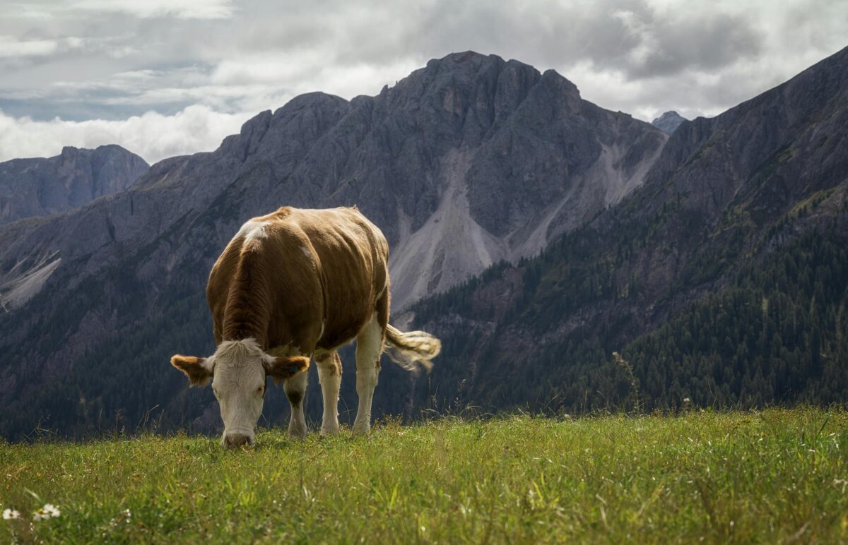 Ain : un premier foyer de dermatose nodulaire contagieuse bovine confirmé