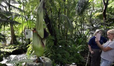 la floraison timide de l'Amorphophallus Titanum au jardin botanique