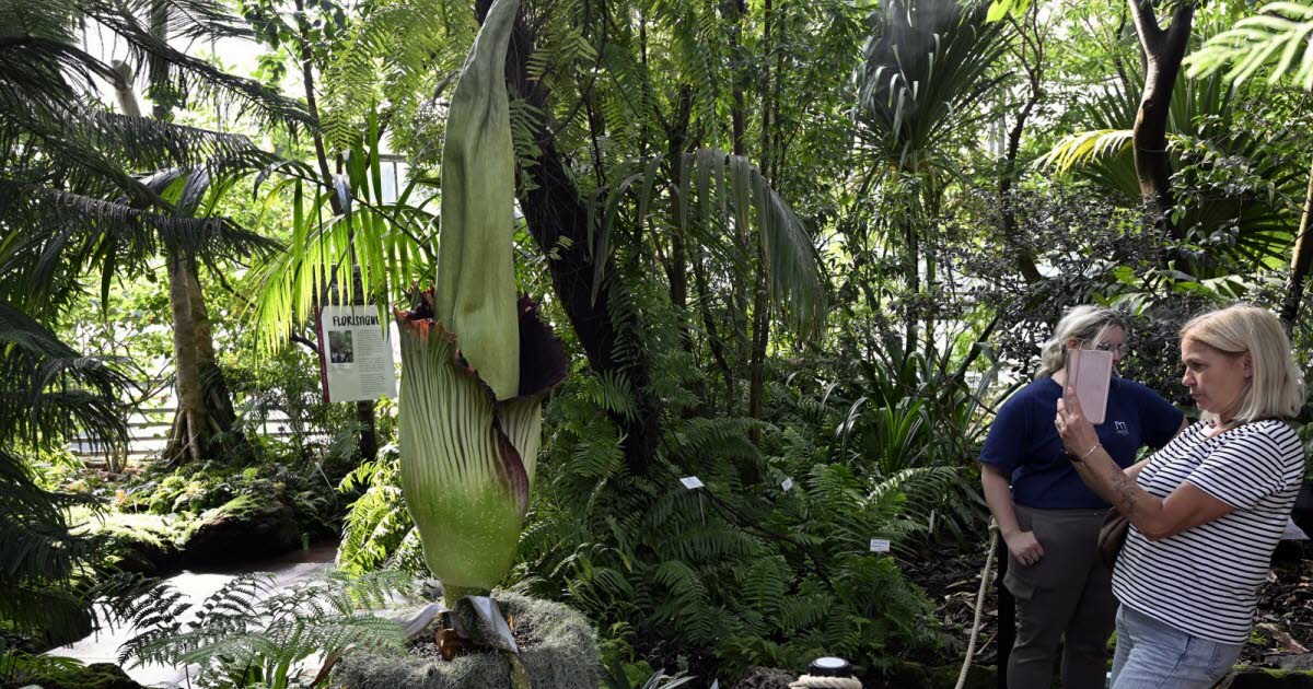 la floraison timide de l'Amorphophallus Titanum au jardin botanique