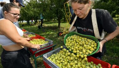 Meurthe-et-Moselle. Top départ pour la cueillette des mirabelles !