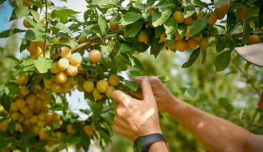 La Ferme des Fruitiers. Le saviez-vous ?