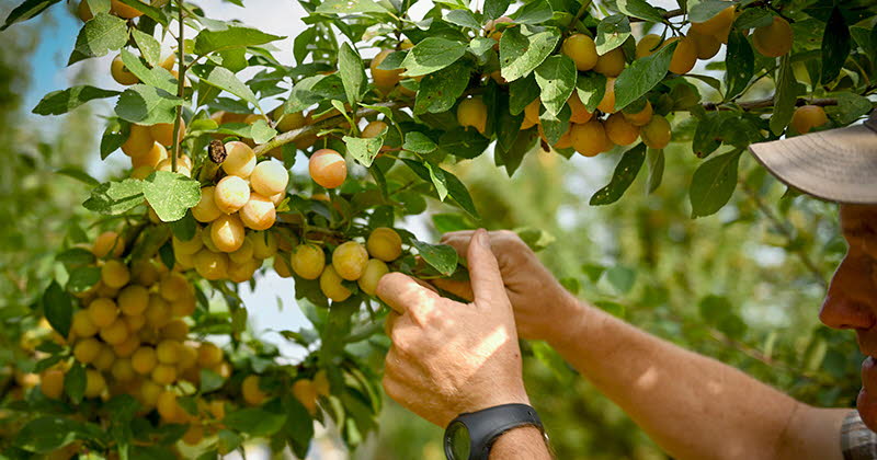 La Ferme des Fruitiers. Le saviez-vous ?