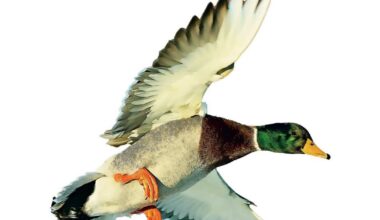Strasbourg. Monsieur canard colvert mue pendant que la femelle s’occupe de petits téméraires
