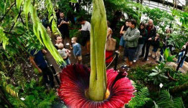 Villers-lès-Nancy. Au jardin botanique, le phallus de Titan s’est épanoui