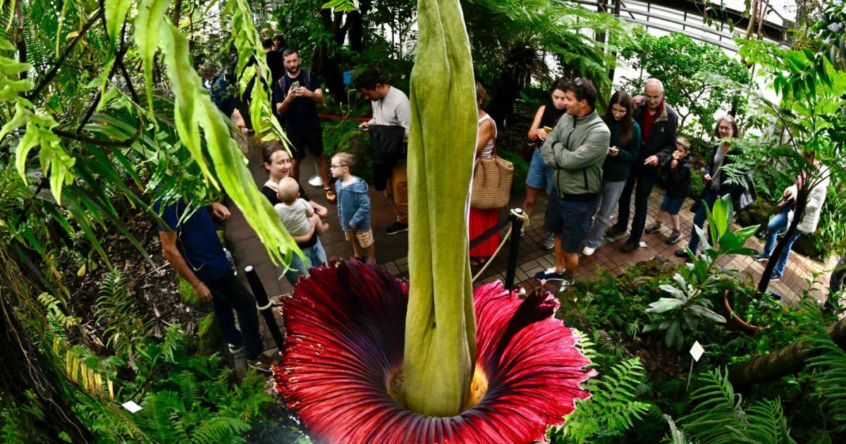 Villers-lès-Nancy. Au jardin botanique, le phallus de Titan s’est épanoui