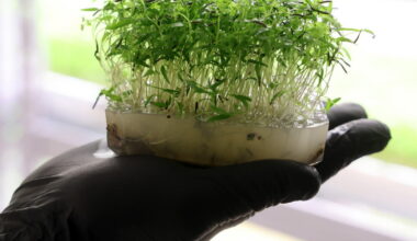 dans leur laboratoire, ils cultivent l’agriculture des temps modernes