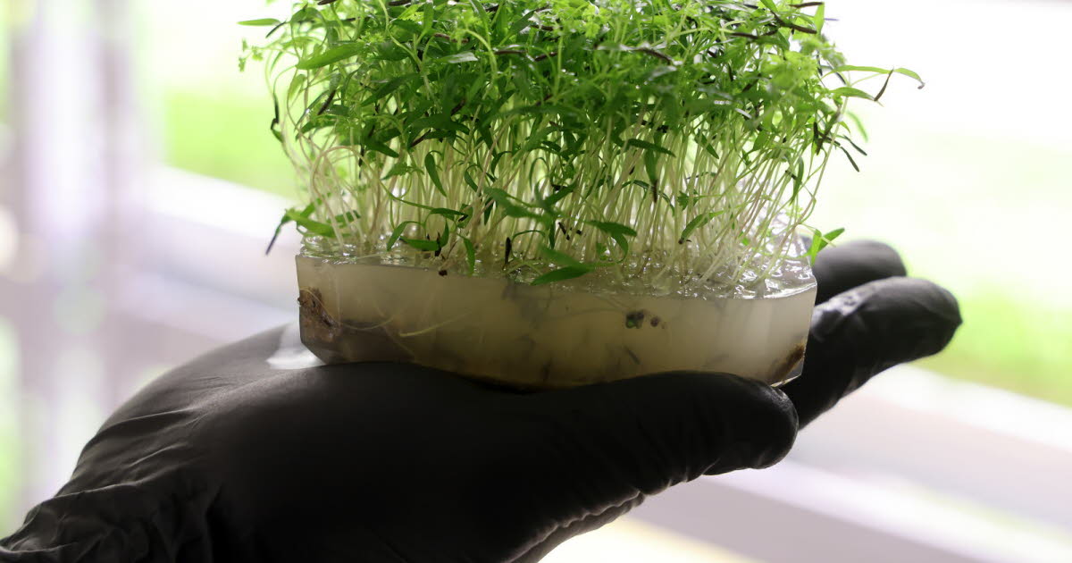 dans leur laboratoire, ils cultivent l’agriculture des temps modernes