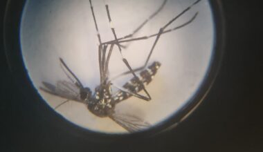 une nouvelle démoustication dans les secteurs d’Obernai et Erstein