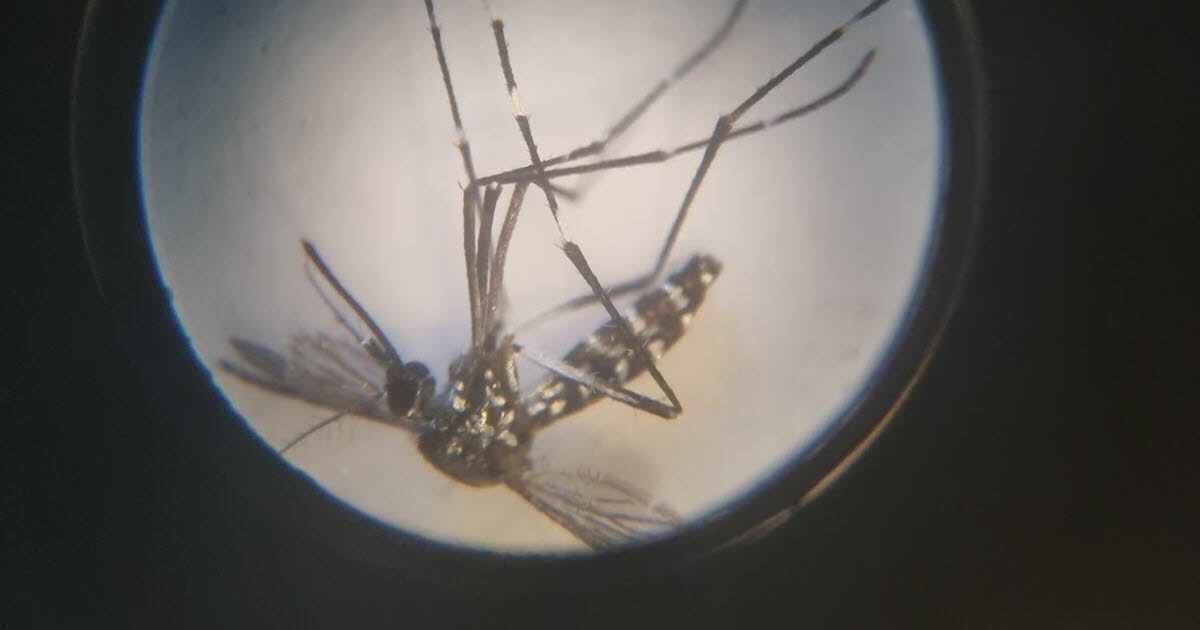 une nouvelle démoustication dans les secteurs d’Obernai et Erstein