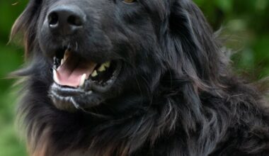 après un parcours compliqué, le chien Ulysse, un an, rêve de trouver son foyer