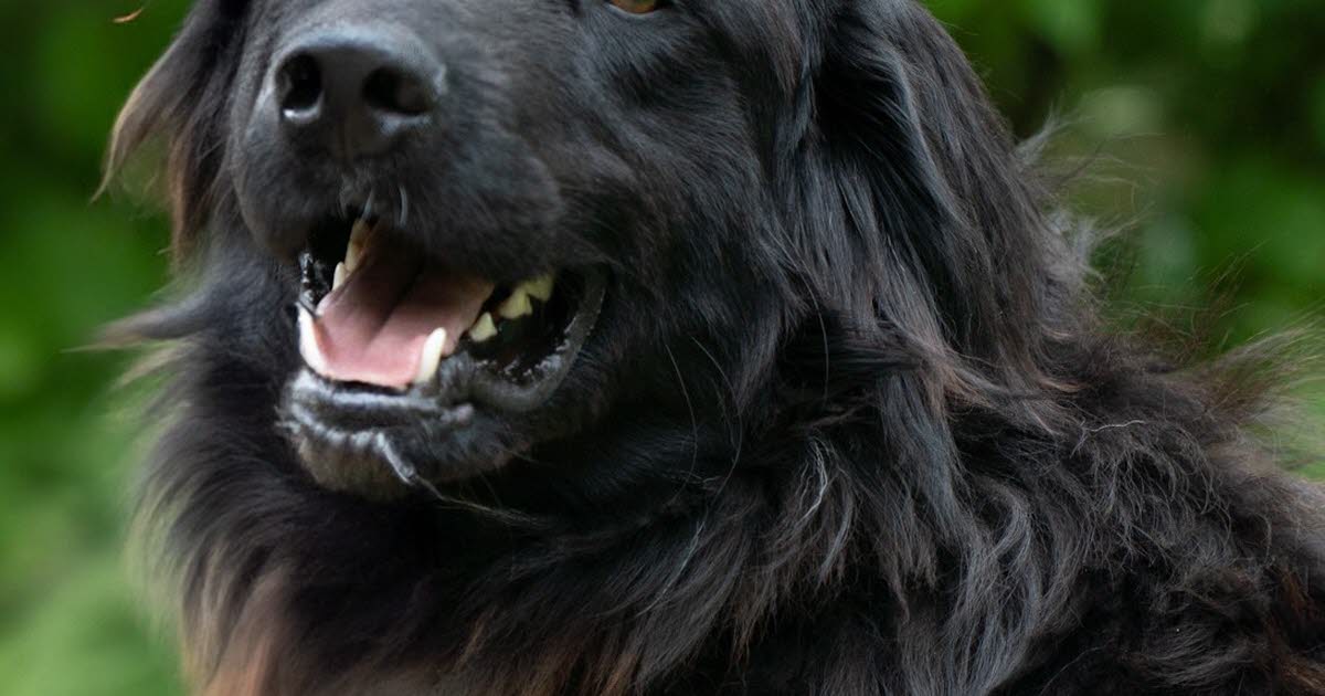 après un parcours compliqué, le chien Ulysse, un an, rêve de trouver son foyer
