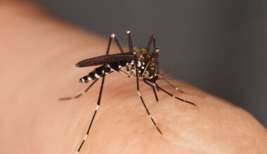 Santé. Un cas de chikungunya autochtone détecté à Dijon, le premier en Bourgogne-Franche-Comté