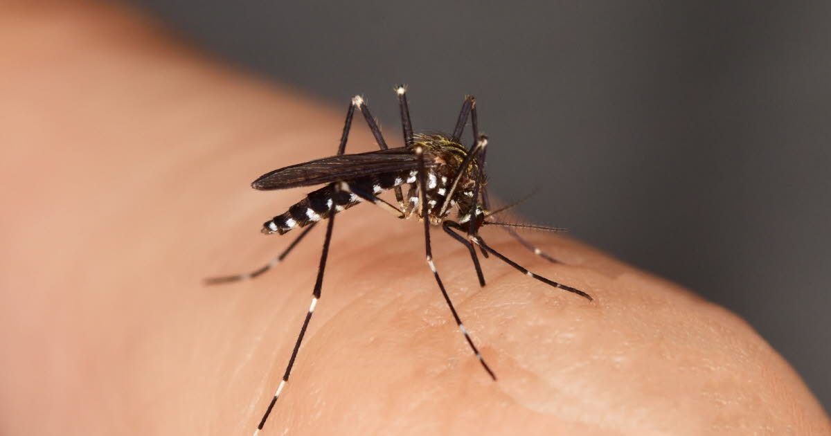 Santé. Un cas de chikungunya autochtone détecté à Dijon, le premier en Bourgogne-Franche-Comté