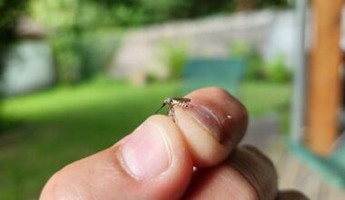 Ain. Un deuxième cas de dengue autochtone identifié dans le département