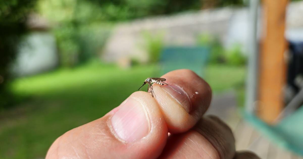 Ain. Un deuxième cas de dengue autochtone identifié dans le département