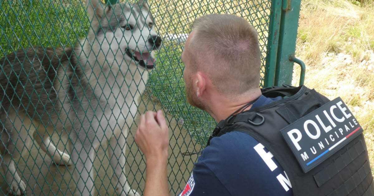 Firminy. La police municipale s’occupe des divagations d’animaux de compagnie