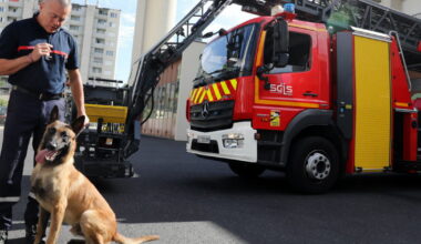 Loire. Le chien Rafale errait dans les rues de Saint-Étienne, les sapeurs-pompiers l'ont adopté