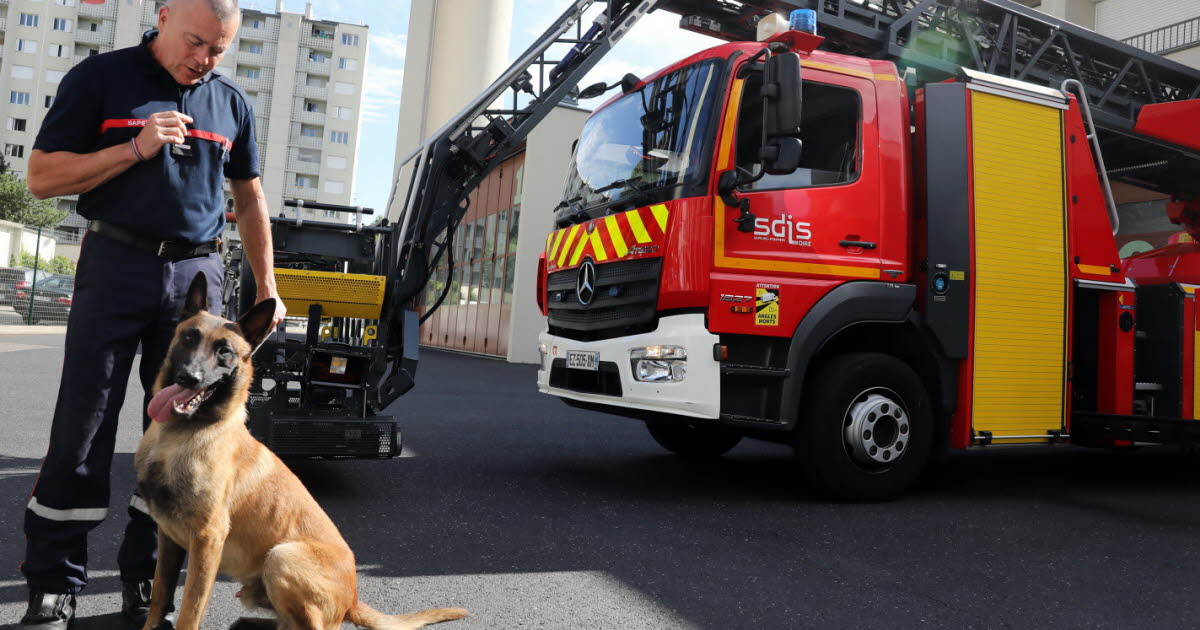 Loire. Le chien Rafale errait dans les rues de Saint-Étienne, les sapeurs-pompiers l'ont adopté
