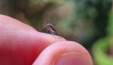Bourgogne-Franche-Comté. Un premier cas avéré de chikungunya autochtone détecté à Dijon