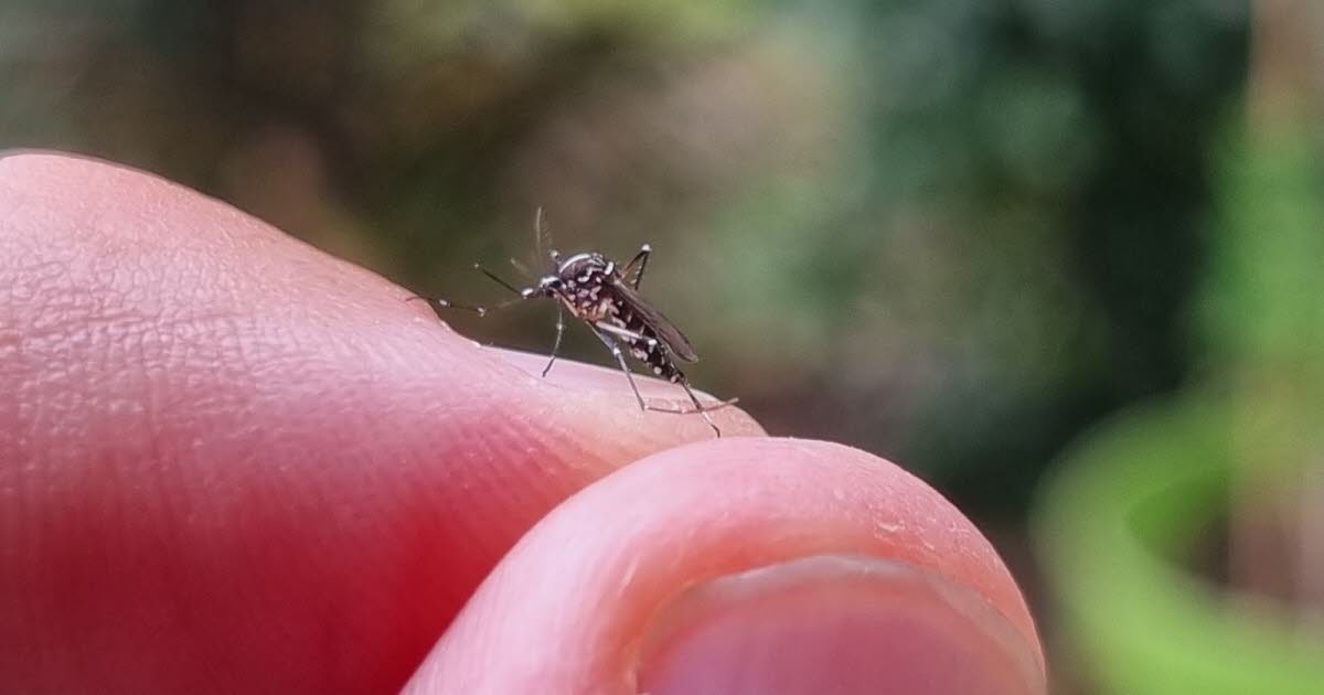 Bourgogne-Franche-Comté. Un premier cas avéré de chikungunya autochtone détecté à Dijon