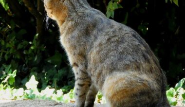 un couple de Lyonnais visé par un mystérieux corbeau