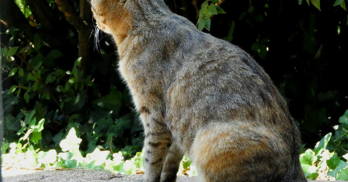 un couple de Lyonnais visé par un mystérieux corbeau